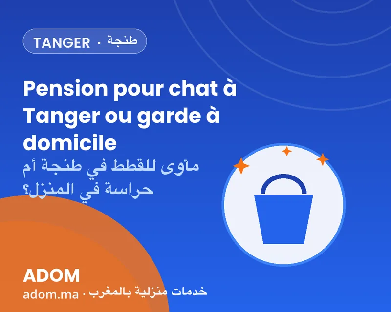 مأوى للقطط في طنجة أم حراسة في المنزل: ماذا تختار خلال العطلة؟